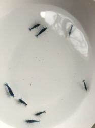 藍寶石米蝦
