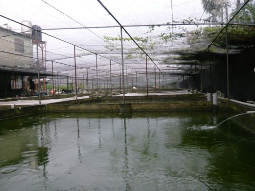 米蝦養殖區